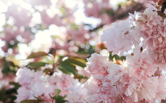 敏感な春の肌。今、取り入れたいスキンケア